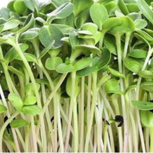 Picture of Olive Branch Farms microgreens